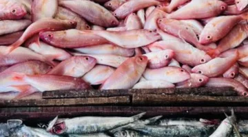 تراجع الأسعار.. البلطي بـ55 جنيها في كفر الشيخ الجمعة